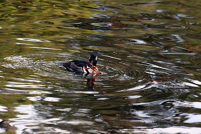 Image:Lophodytes cucullatus with Crayfish 1 .jpg