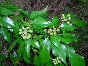 Ivy berries in Ayrshire, Scotland