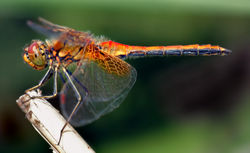 Yellow-winged Darter