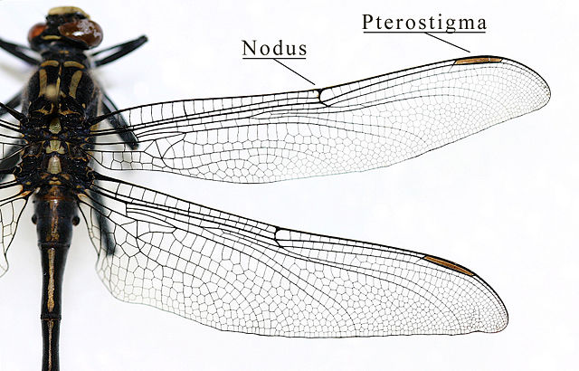 Image:IC Gomphidae wing.jpg