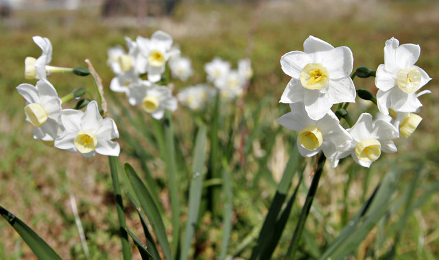 Image:Jonquil flowers05.jpg