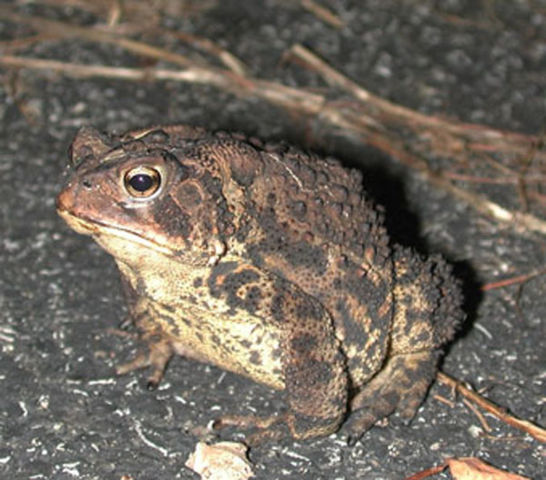 Image:Bufo americanus1.jpg