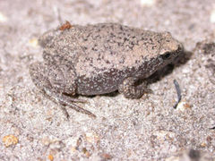 Eastern Narrowmouthed Toad, Gastrophryne carolinensis