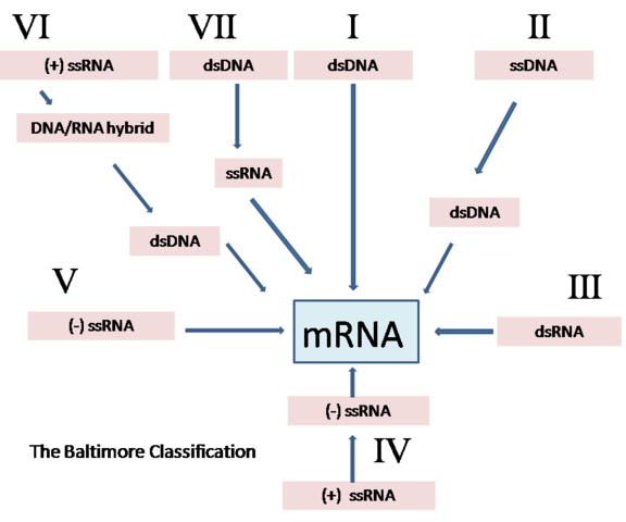 Image:Baltimore Classification.png