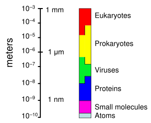 The range of sizes shown by viruses, relative to those of other organisms and biomolecules