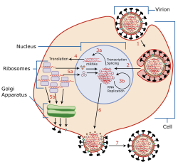 A virus attaches to the host cell and enters endocytosis. The capsid protein dissociates and the viral RNA is transported to the nucleus. In the nucleus, the viral polymerase complexes transcribe  and replicate  the RNA. Viral mRNAs migrate to cytoplasm  where they are translated into protein. Then the newly synthesized virions bud from infected cell.