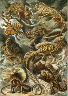 "Lacertilia", from Ernst Haeckel's Artforms of Nature, 1904