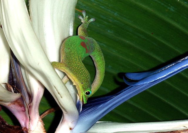 Image:Gold dust day gecko is leaking nectar from Bird of Paradise flower.jpg