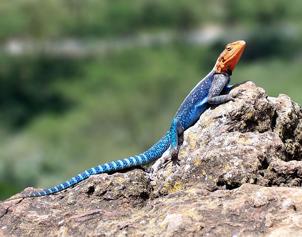 Image:Red-headed Rock Agama.jpg