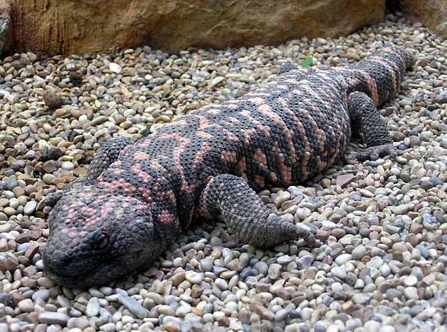 Image:Gila.monster.arp.jpg