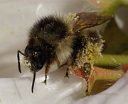 A bumblebee is covered in pollen