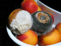 Moldy nectarines that were in a refrigerator. The nectarine with black mold is also affecting the nectarine underneath.