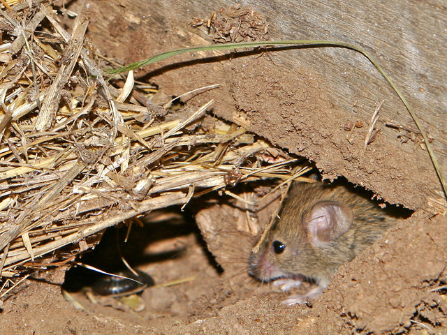 Image:Mouse vermin02.jpg