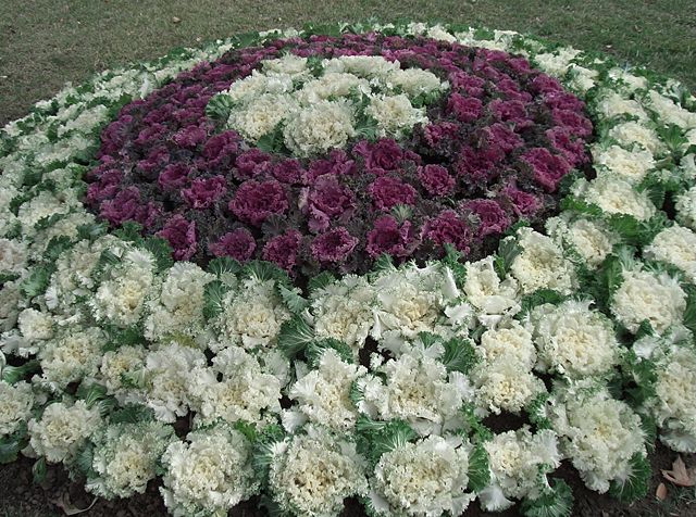 Image:Cabbages - garden.JPG