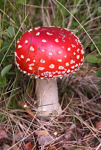 Image:Amanita muscaria (fly agaric).JPG