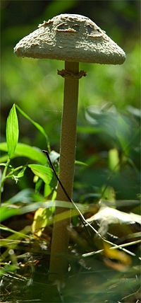 The relative sizes of the cap (pileus) and stalk (stipe) vary widely. Shown here is a species of Macrolepiota.