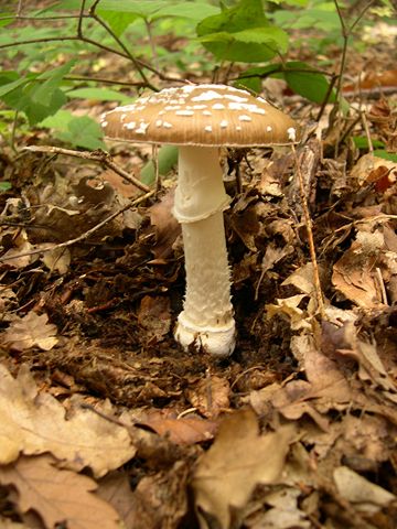 Image:Amanita pantherina 1.JPG