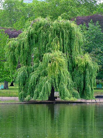 Image:Willow.jpg