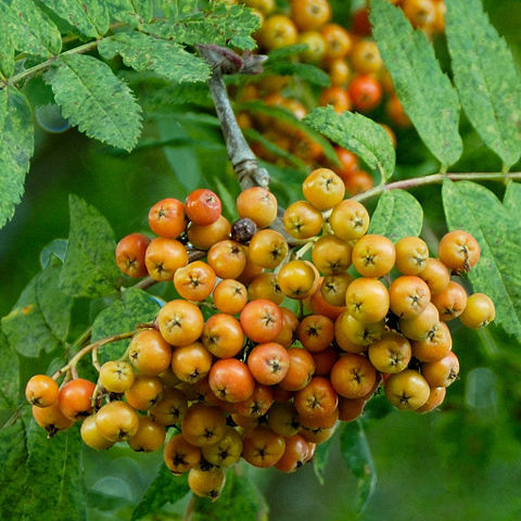 Image:Ripening rowan cropped2.jpg