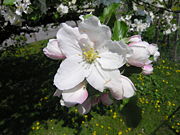 Apple tree in flower