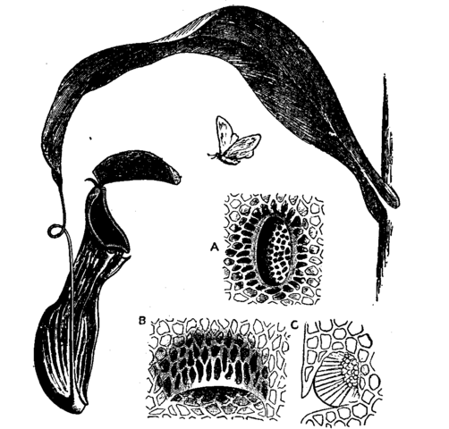 Image:Pitcher plant diagram.png