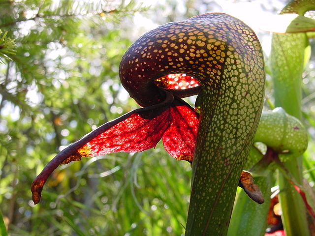 Image:Darlingtonia californica ne8.JPG