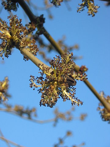 Image:Ash flower.JPG