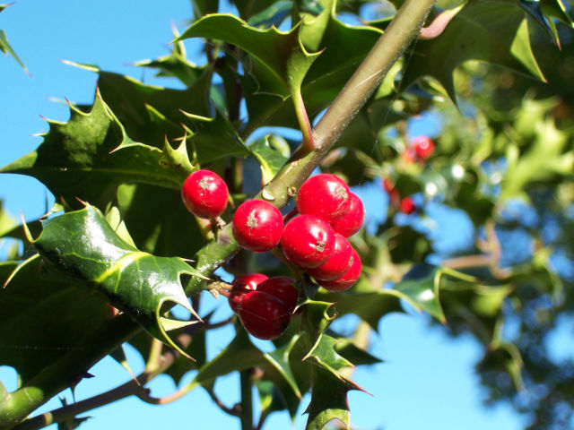 Image:Ilex-aquifolium (Europaeische Stechpalme-1.jpg