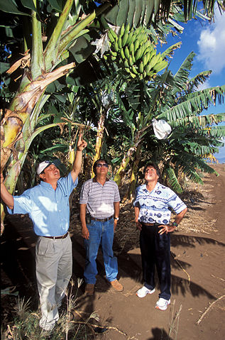 Image:Banana trees.jpg