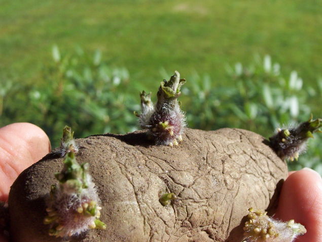 Image:Potato EarlyRose sprouts.jpg