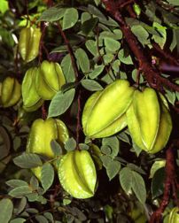 Starfruit, a popular fruit in Southeast Asia