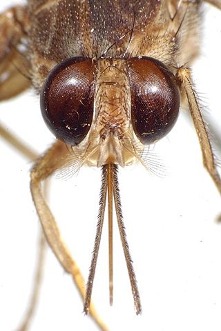 Image:Tsetse head-proboscis.jpeg