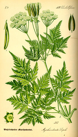 Image:Illustration Myrrhis odorata0.jpg