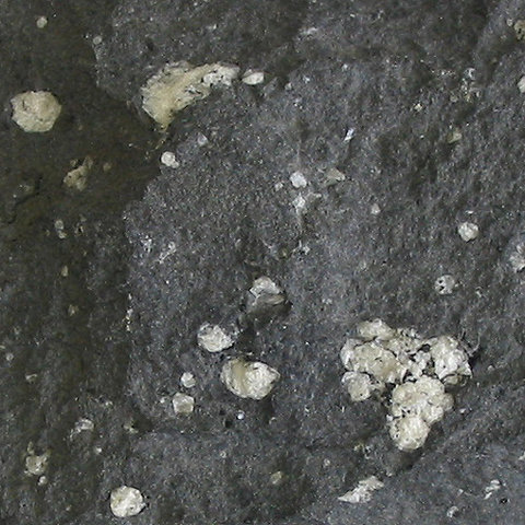 Image:Amygdaloidal andesite.jpg