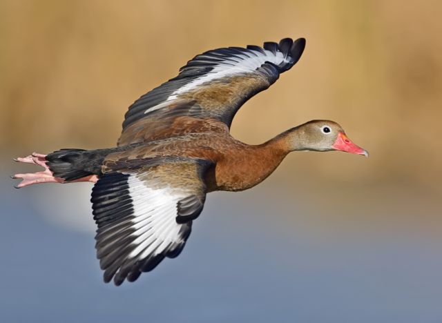 Image:Whistling duck flight02 - natures pics-edit1.jpg