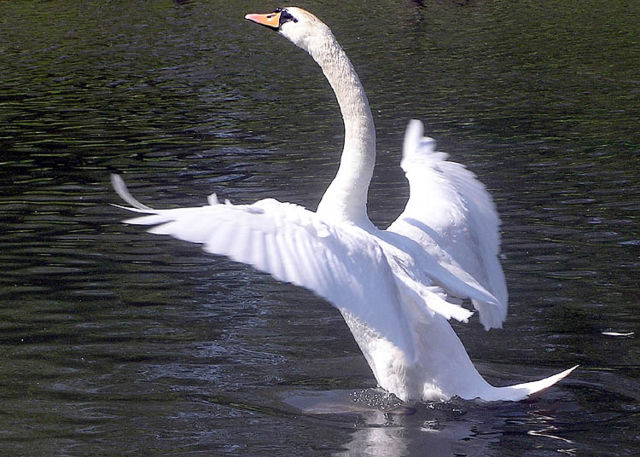 Image:Mute.swan.flaps.arp.750pix.jpg