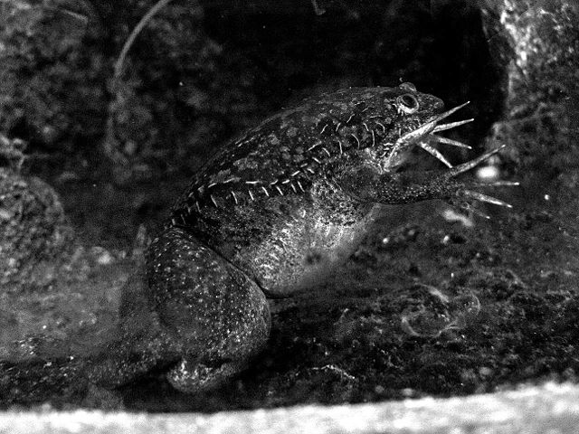 Image:African Clawed Frog bw.jpg