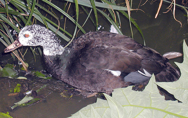 Image:White-winged.wood.duck.arp.jpg