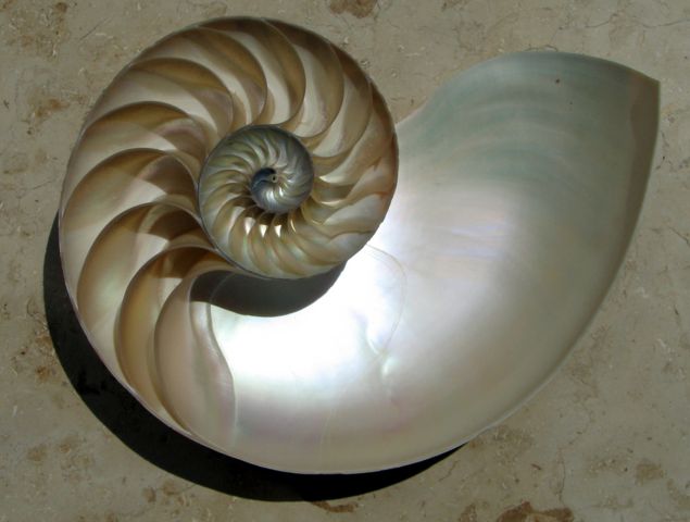 Image:NautilusCutawayLogarithmicSpiral.jpg