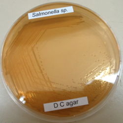 Pathogenic organisms are grown from patient specimens in clinical microbiology labs, allowing selection of the correct antibiotics