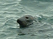 Grey seal