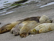 Earless Seal in Argentina