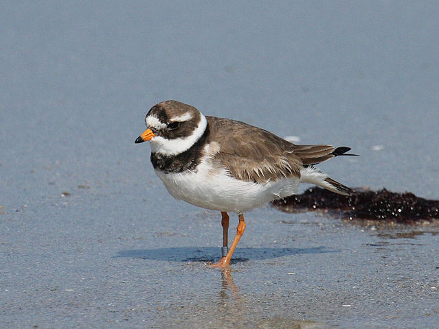 Image:Charadrius hiaticula He.jpg