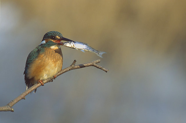 Image:Alcedo atthis 2 (Marek Szczepanek).jpg