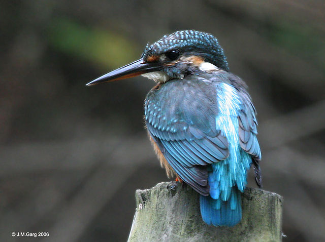 Image:Common Kingfisher I IMG 8014.jpg