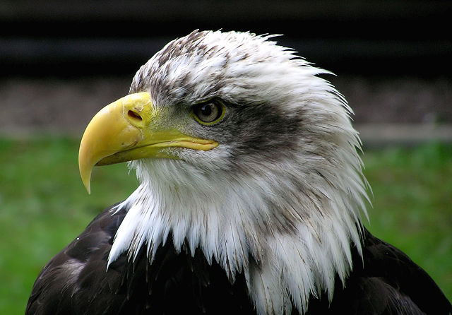 Image:Bald.eagle.closeup.arp-sh.750pix.jpg