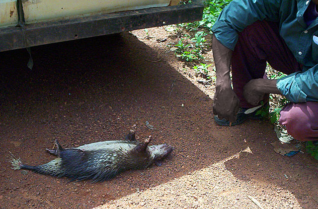 Image:Porcupine bushmeat in Cameroon.jpg