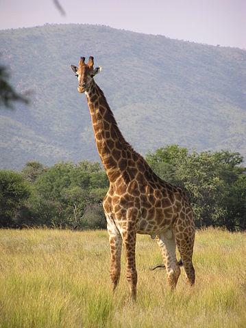 Image:Giraffe standing.jpg