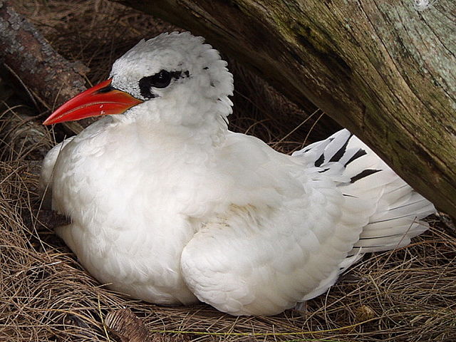 Image:Red Tailed Tropic Bird.jpg