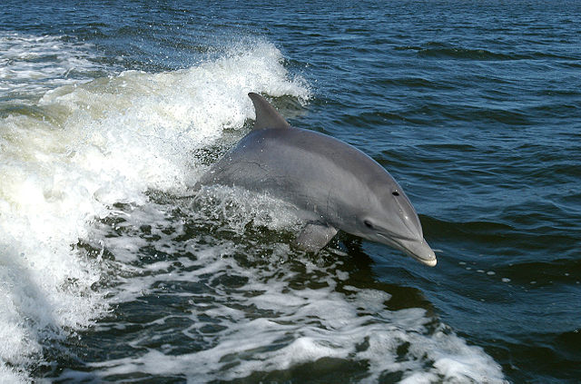 Image:Bottlenose Dolphin KSC04pd0178.jpg